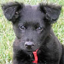 Alfalfa was adopted in July, 2006